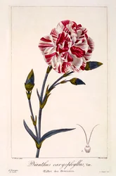 Dianthhus caryophyllus