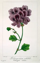 Pelargonium, veröffentlicht 1836