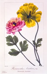 Persische Butterblume, veröffentlicht 1836
