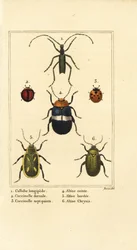 Callidium longipes 1, Marienkäfer, Jauravia dorsalis 2, Coccinella septempunctata 3, Flohkäfer, Altica cincta 4, Altica emarginata 5, und Altica chrysis 6