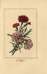 Nelke, Dianthus caryophyllus