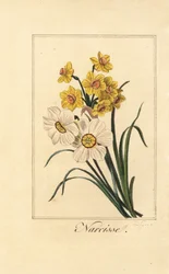 Narzissenarten, Narcisse, Narcissus poeticus und Narcissus pseudonarcissus