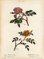 Hundsrose, Rosa canina, Rosier des chiens 1, und Kleinblättrige Süßbriar, Rosa sepium, Rosa agrestis, Rosier des haies 2