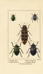 Hundsgiftkäfer, Chrysochus auratus 1, Hoplia argentea 2, Banksia-Juwelenkäfer, Cyrioides imperialis 3, Eumolpus fulgidus 4 und Eumolpus surinamensis 5