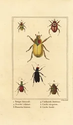 Dytiscus bimaculatus, Skarabäus, Maikäfer, Cantharis-Käfer, Carabus sexpunciatus und Omophron limbatum