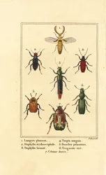 Lampyris-Käfer, Kurzflügelkäfer, Staphylinus erythropterus 2, Staphylinus-Arten 3, Ampedus sanguineus 4, Silpha pedemonta 5, Temnoscheila virescens 6, und Rosenkäfer, Cetonia aurata 7