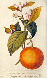 Orange, graviert von Barois, ca. 1820