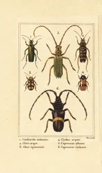 Spanische Fliege, Lytta vesicatoria 1, Wespenkäfer, Clytus arietis 2, Altica equinoctialis 3, Clytra quadripunctata 4, Bockkäfer, Chlorida festiva 5 und Trachyderes succinctus 6