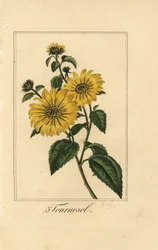 Sonnenblume, Tournesol, Helianthus annuus