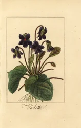 Duftveilchen, Viola odorata
