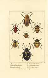 Rüsselkäfer: Eudomychus striata, Calandra hemiptera, Erotylus-Arten, Chrysomela striata, Acalymma vittatum, Chrysomela arcuata und Eumorphus marginata