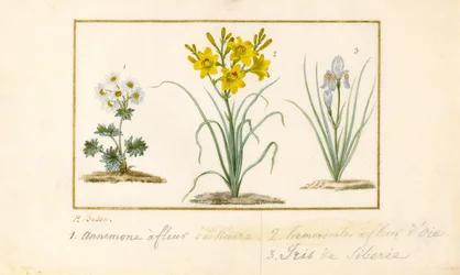 Anemone, Taglilie und Iris