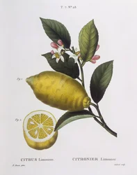 Zitrone (Citrus limonium), botanische Tafel von Pancrace Bessa