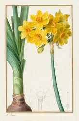 Polyanthus oder Trauben-Narzisse (Botanisch: Narcissus tazetta)