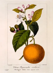 Süße Orange: Citrus sinensis var. Bigaradia violacea, 1836