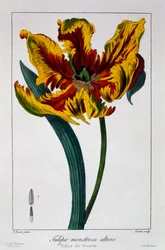 Tulpe 