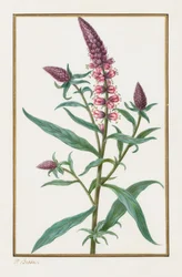 Ohne Titel, 1828-1835