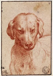Kopf eines Hundes