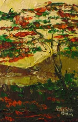 Flamboyant in Blüte, 2014
