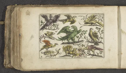 Raubvogel und zehn andere Vögel