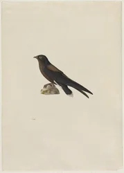 Nadelschwanzsegler (Hirundapus caudaculus)