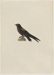 Nadelschwanzsegler Hirundapus caudaculus, 1800er