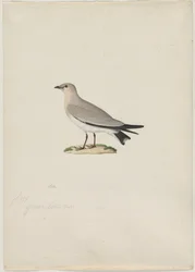 Kleine Pratincole Glareola lactea