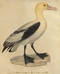 Albatros mit kurzem Schwanz