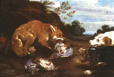 Fuchs und Hunde kämpfen um Rebhühner