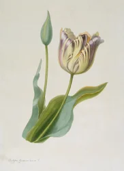 Tulipa, Tulpe, ca. 1840-1880
