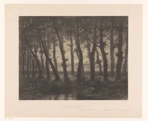 Waldlandschaft mit fliegenden Vögeln