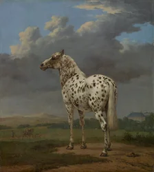 Schecke, um 1654