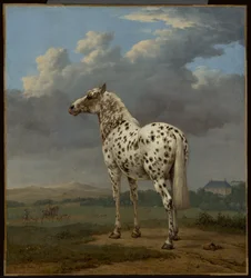 Das "Scheckige" Pferd