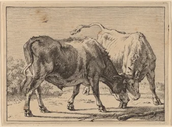 Zwei kämpfende Ochsen
