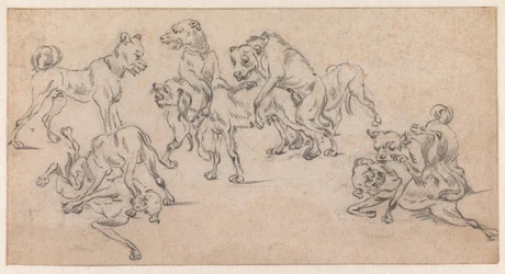 Kämpfende und sich paarende Hunde