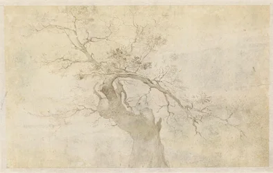 Studie eines knorrigen Baumes