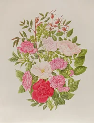 Verschiedene rosa Rosen
