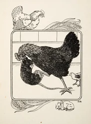 Der Heldentum einer Henne, aus Hundert Anekdoten über Tiere, veröffentlicht 1924