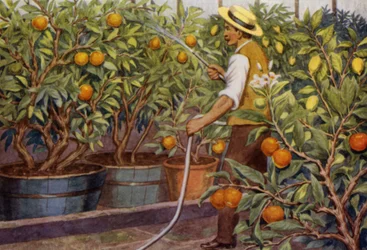 Orangen und Zitronen