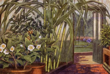 Zuckerrohr, Teepflanze und Kaffeepflanze