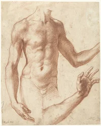 Studie eines Torsos