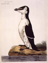 Der Tordalk (Alca torda) oder Schwarzschnabelalk, Tafel aus 