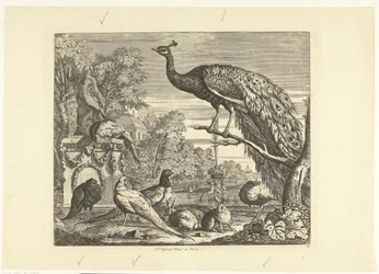 Pfau, Kaninchen und andere Vögel bei einem Gartenbrunnen (Verschiedene Vögel)