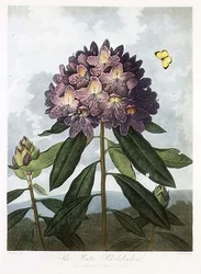 Der pontische Rhododendron, graviert von Caldwell, aus 