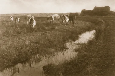 Rinder auf dem Marsch, ca. 1886