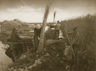 Während der Schilfernte, Leben und Landschaft auf den Norfolk Broads, ca. 1886