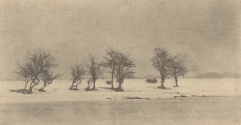 Knotige Dornbäume, ca. 1890, gedruckt ca. 1895