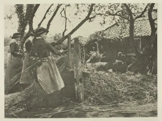 Weidenrinden-Schälen (Norfolk)