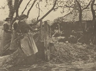 Weidenruten-Schälen. [Norfolk.]