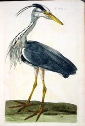 Der Reiher (Ardea cinerea), Platte aus 